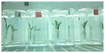 Synthetic Ligands of Olfactory Binding Proteins Modulate Aggregation Response of Asian Citrus Psyllid in the Presence of Host-Plant Volatiles